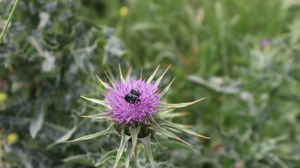 Milk Thistle flower (Silybum marianum or Carduus marianus) blooming in the field. Pruple milk thistle with green background at the botanical garden.