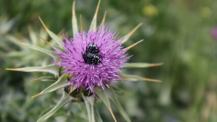 Milk Thistle flower (Silybum marianum or Carduus marianus) blooming in the field. Pruple milk thistle with green background at the botanical garden.