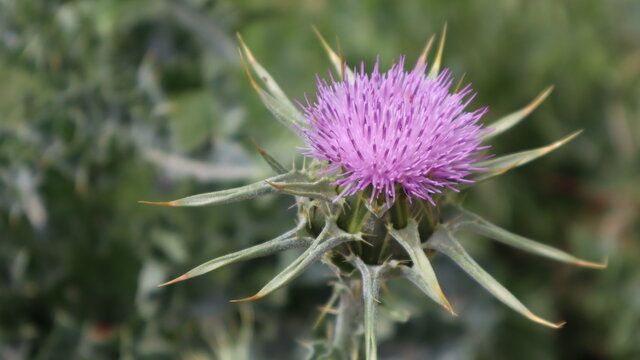 Milk Thistle flower (Silybum marianum or Carduus marianus) blooming in the field. Pruple milk thistle with green background at the botanical garden.