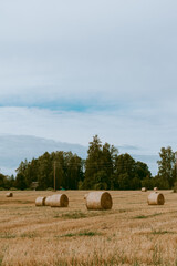 Haystacks on the field with a forest and cloudy blue sky in the background