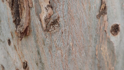 Natural wooden pier texture backgroud. Wooden pier plank background. Warm color of wooden panels on the floor.