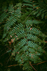 Fern stream with some water droplets on it. Dark and moody filter