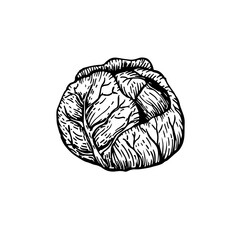 Hand drawn cabbage, isolated on white, vector illustration
