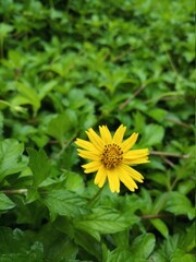 Yellow Flower