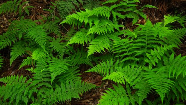 The bracken growing well in the forest.