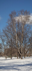 Obraz premium Birch trees without leaves in winter on a background of blue sky. Sunny winter day.