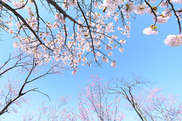 日本、北海道の春、桜