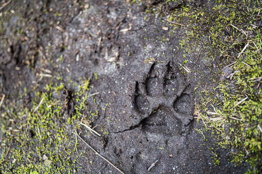Dog footprint on mud