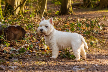 A white west highland terrier dog standing beside a log in a Scottish woodland