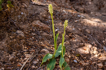 Neotinea maculata, a small dense-flowered orchid with white to pinkish flowers, in pine forest on the Balearic island of Majorca, Spain