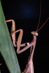 Praying Mantis