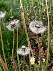 dandelion in the garden between grass
