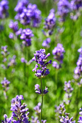 Naklejka premium Lavender Flowers Field. Growing and Blooming Lavender