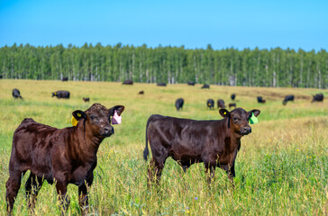 The calf grazes on a green meadow. Summer sunny day.