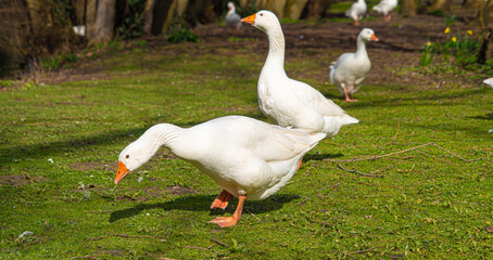 Close up low level view of Embden Emden Geese. Single portrait shot of single goose showing orange beak and blue eye
