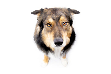 australian shepherd dog looking up