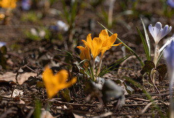 Wiosenne kwiaty żółte krokusy 
