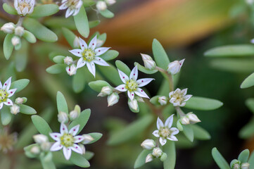 Sedum hispanicum Spanish stonecrop small white flowering plant, tiny flowers in bloom