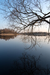 bare tree leaning over the river in early spring in the rays of the rising sun. The reflection of a tree in the water. Beautiful spring landscape against the blue sky