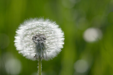 Close up of a dandelion with green background and space for text
