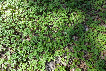Top down view of fresh young grass on the ground by the spring