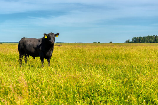 A black angus bull stands on a green grassy field.
