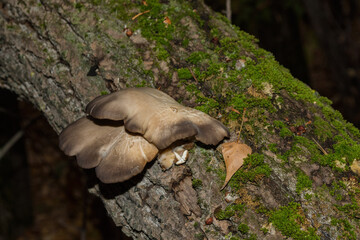 Encyclopedia of edible mushrooms. Beautiful, delicious and healthy mushrooms (Latin: Pleurotus ostreatus) on the trunk of a poplar tree (Latin: Populus), closeup.