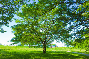 Fototapeta na wymiar Green Tree