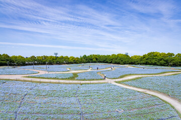 三重県桑名市なばなの里のネモフィラ畑3
