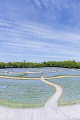 三重県桑名市なばなの里のネモフィラ畑2