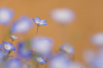 オレンジ色の背景と青いネモフィラ2