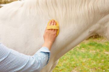 A woman cleans a white horse with a yellow brush in nature. Green grass, beautiful background. Animal care, love friendship. grooming, ranch. hand