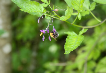Bee feeding on a lilac flower. Flora pollination by a bee.
