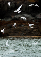 Arctic tern hunt - Iceland - Summer 