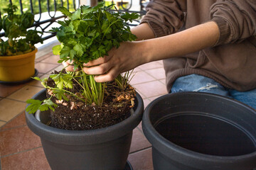 Teen girl sitting on the terrace changes the pot with the potting soil for the kitchen seedlings:...