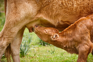 Unweaned calf suckling from his mother. Bovine cattle © h368k742