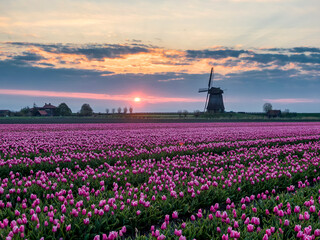 Sunrise in the Schermerhorn polder with pink tulip field and classic Dutch windmill