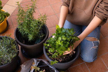 Hands of teen girl sitting on the terrace changes the pot with the potting soil for the kitchen seedlings: parsley, sage, rosemary
