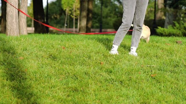 Cute golden retriever yellow labrador puppy on leash sitting played on lawn with green grass.