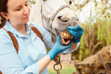 beautiful female vet inspects a white horse. Love, medicine, pet care, trust, happiness, health....