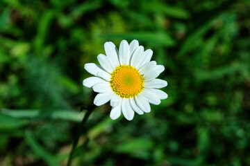 Fototapeta premium Garden chamomile or Nivyanik or Ox-eye Daisy (Latin: Leucanthemum) on a dark background of green leaves. Soft focus.