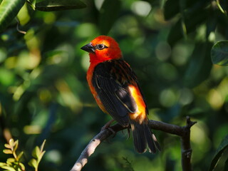 Red fody cardinal bird from Mauritius