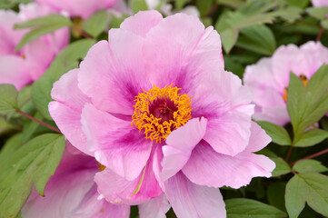 blooming pink peony flowers close up