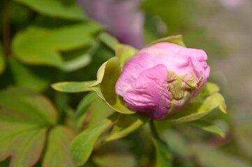 bud of pink peony flower close up