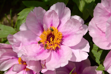 blooming pink peony flowers close up