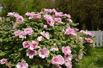 bush of blooming pink peony flowers