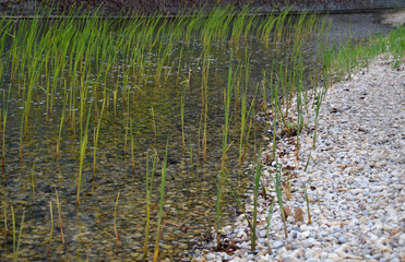 vacation at on a rainy morning by the pond, beach with pebbles and reeds. drops make circles on the...