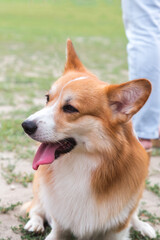 Domestic pet small red corgi dog with smooth coat walks in the grass in a meadow in summer on a leash next to the owner