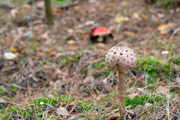 Fly agaric (Amanita muscaria) and Parasol mushroom (Macrolepiota procera)
