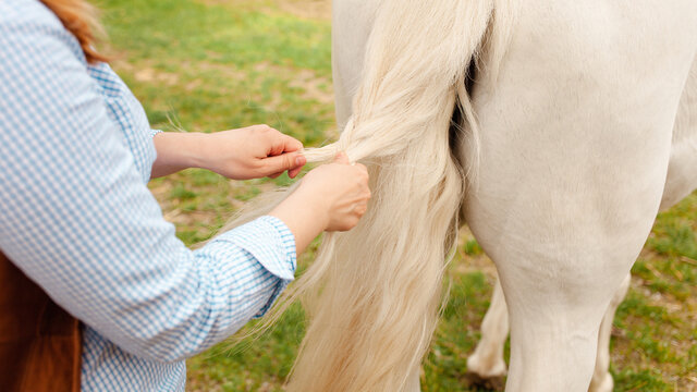 beautiful woman braids the tail of a horse. A pigtail made of white hair. Convenience, beauty. Hairdresser, caring for pets, love close up